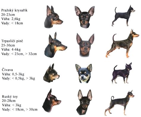 Porovnanie plemien duričov