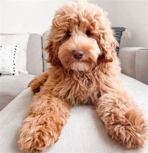 Šteniatko Goldendoodle