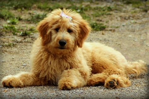 Rodokmeň plemena Goldendoodle