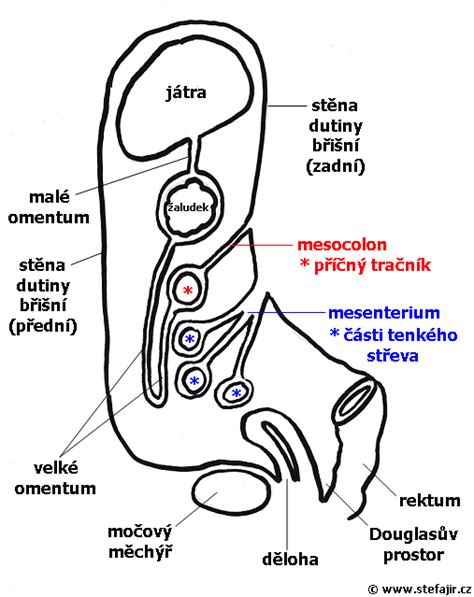 Schéma bránice a pažeráka