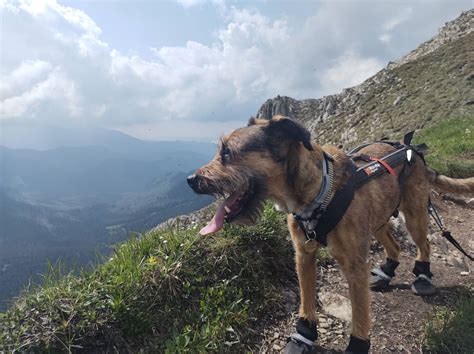 Grécky tanier zobrazujúci lov so psami