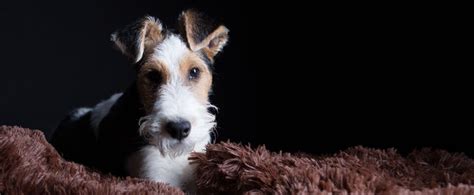 História foxteriéra v Anglicku