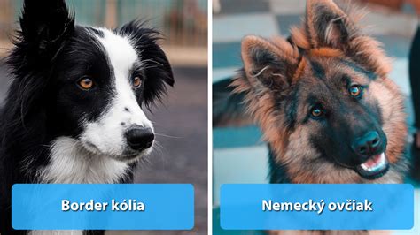 Ilustračná fotografia rôznych plemien psov, pre ktoré sú vhodné kožené náhubky