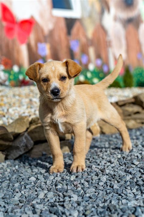 Šteniatko sa učí novým veciam