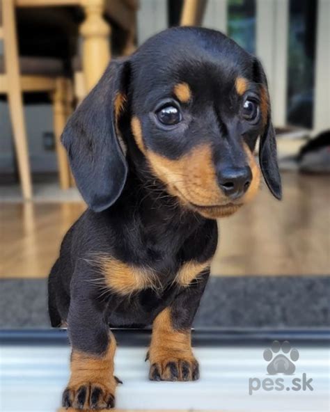 Veterinárna prehliadka šteniatka