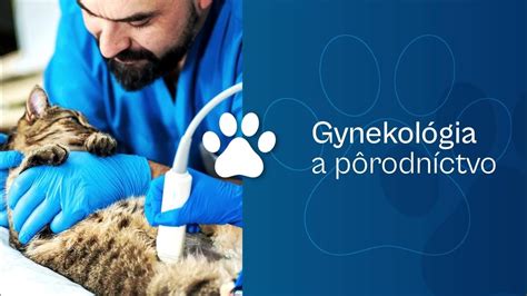 Veterinárny lekár aplikuje mikročip psovi