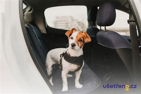 Schéma zabezpečenia psa v aute