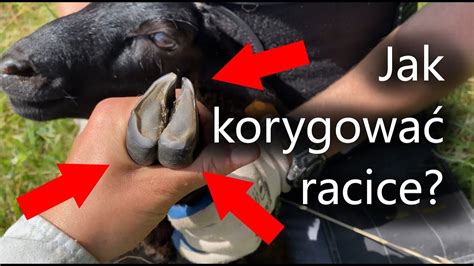 Fázy ruje u sučky