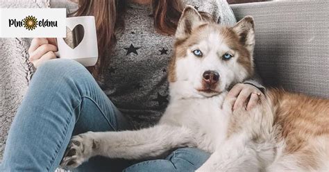 Pes prejavujúci lásku svojmu majiteľovi