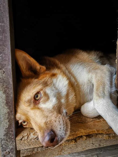 Pes schovaný medzi nohami majiteľa počas búrky