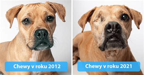 Grafika porovnávajúca zvuky psov a ich významy