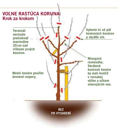 Schéma správneho rezu ovocných kríkov