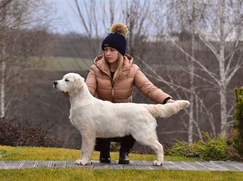 Ilustrácia páru zlatých retrieverov