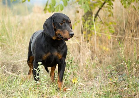 Šteňa slovenského kopova pri výcviku