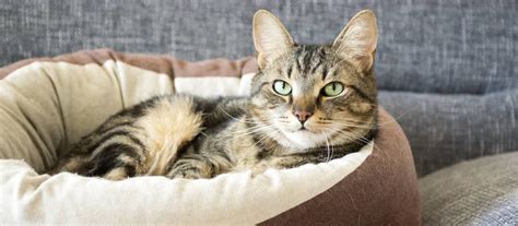 Ukážka luxusného pelechu pre mačku