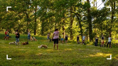 Hračky a doplnky na výcvik psa