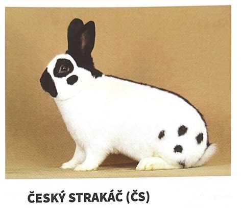 Králik plemena český strakáč