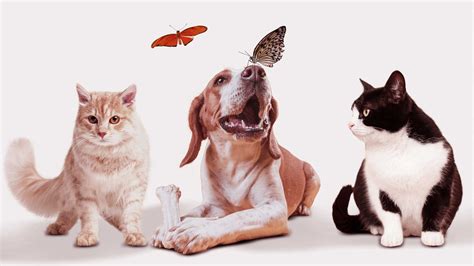 Kŕmenie psa a mačky