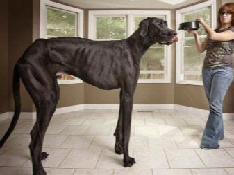 Ilustrácia nemeckej dogy s deťmi