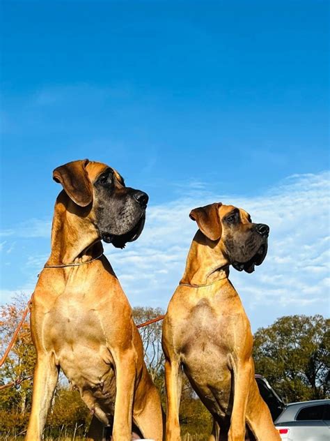 Ilustrácia nemeckej dogy pri prechádzke v parku