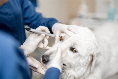 Veterinár vyšetruje oko psa
