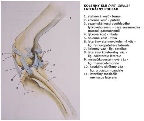 Ilustrácia dysplázie bedrových kĺbov u psa