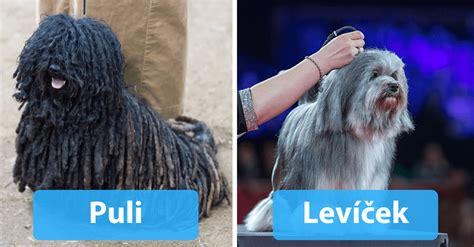 Mapa zobrazujúca rôzne psie plemená