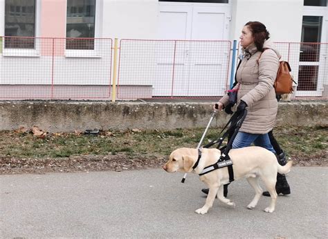 Ilustračná fotografia vodiaceho psa v akcii