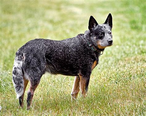 Austrálsky dobytkársky pes vo farbe blue merle