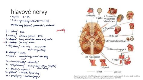 Ilustrácia hlavových nervov vychádzajúcich z mozgu