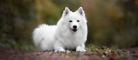 Nemecký špic v rôznych farbách