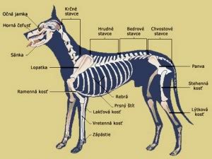 Anatómia psa a jeho kostra