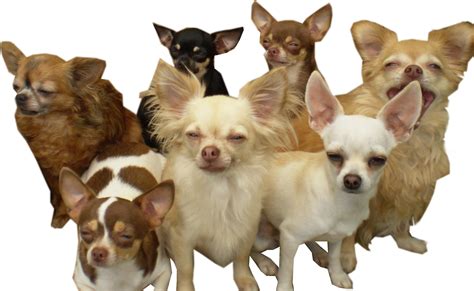 Porovnanie krátkosrstej a dlhosrstej čivavy