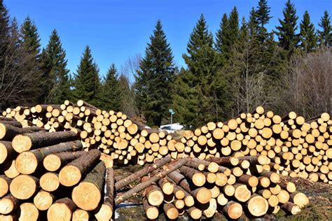 Ilustrácia pôvodu dreva