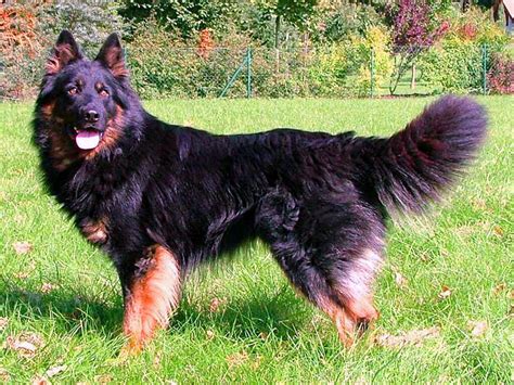 Chodský pes sfarbenie