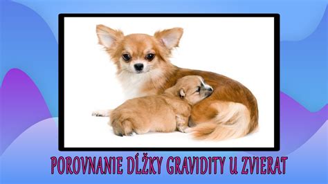 Porovnanie dĺžky nosa u psov