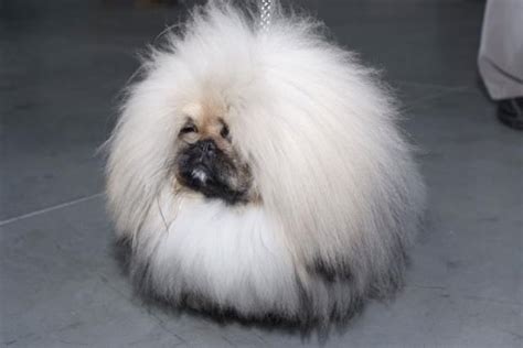 Pekinský palácový psík v interiéri