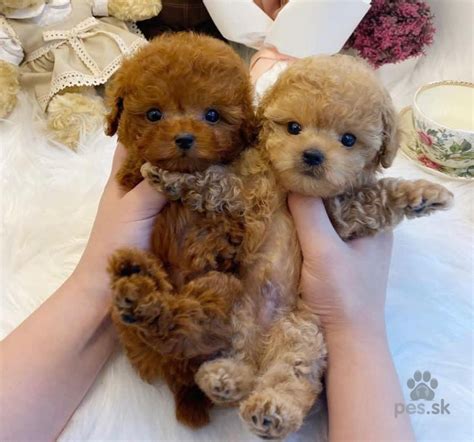 Ilustrácia šteniatka veľkého plemena