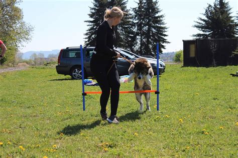 Porovnanie výchovy a výcviku