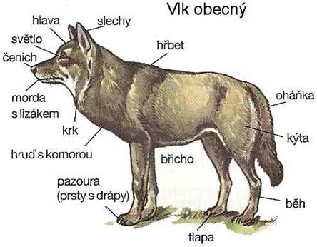 Schéma stavby tela psa z oválov