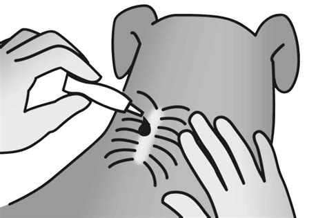 Ilustrácia jednotlivých krokov kreslenia psa