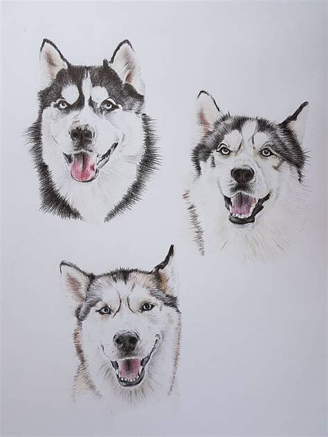 Ukážka realistickej kresby psa (husky)