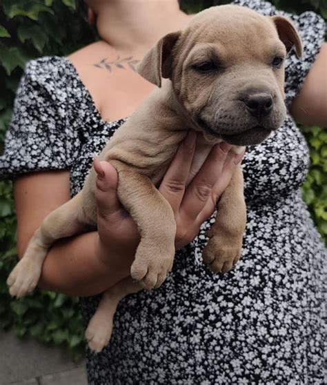 Šteniatka amerického pitbullteriéra