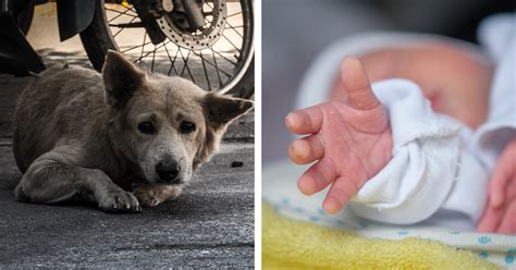 Pes opatrne ovoňáva novorodenca