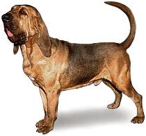 Anglický farbiar v akcii