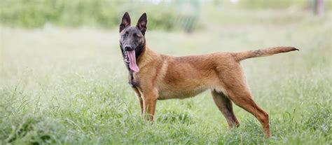 Belgický ovčiak v akcii