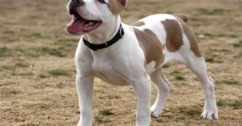 Pes a jeho majiteľ v interakcii