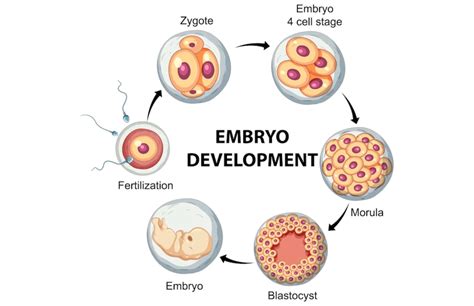 Embryo s ľudskými a opičími bunkami