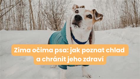 Infografika s vizuálnymi znakmi, že psovi je zima