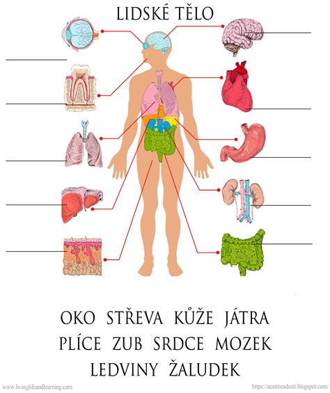 Schéma tela s vyznačenými nadobličkami